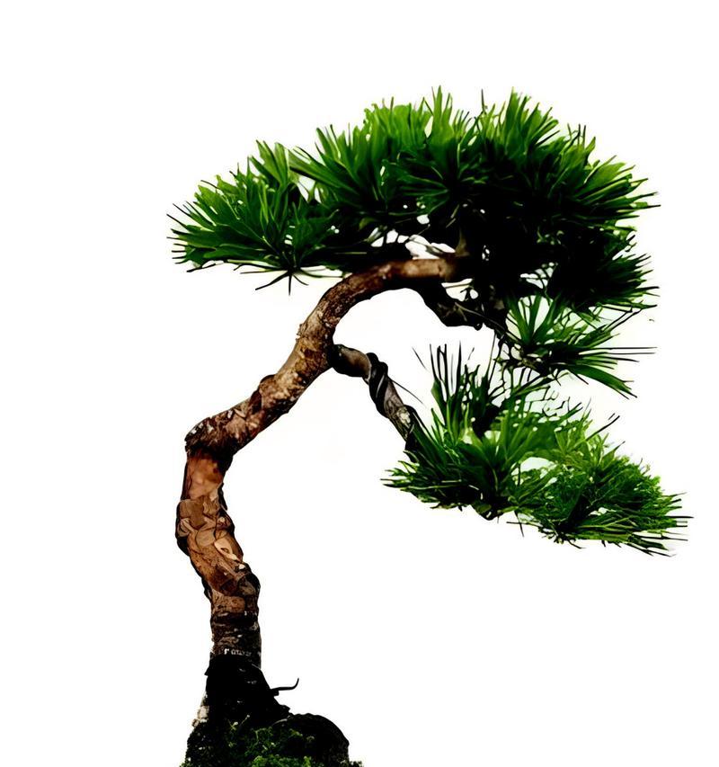 黄山松盆景的种植方法是什么？种植黄山松盆景的注意事项有哪些？