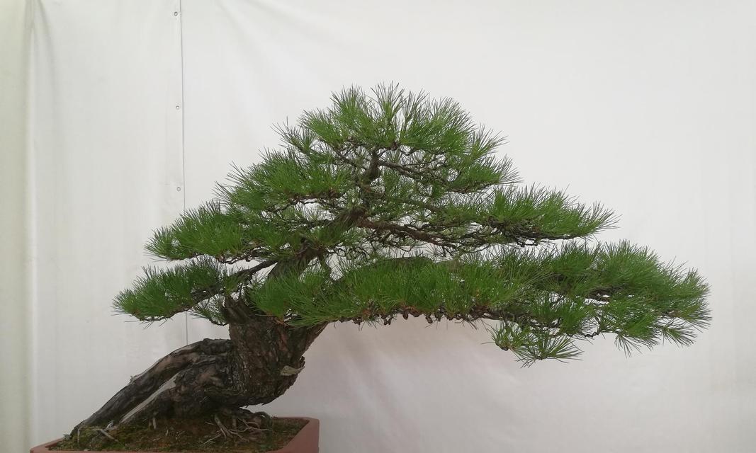 黄山松盆景的种植方法是什么？种植黄山松盆景的注意事项有哪些？