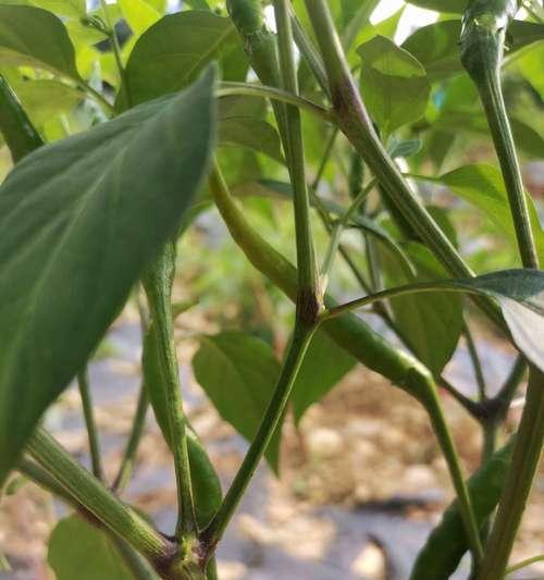 家庭种植青椒叶子发黄怎么办？