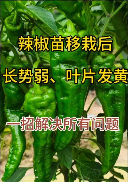 家庭种植青椒叶子发黄怎么办？