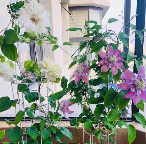 阳台适合种植哪些日系风格的盆栽花卉？