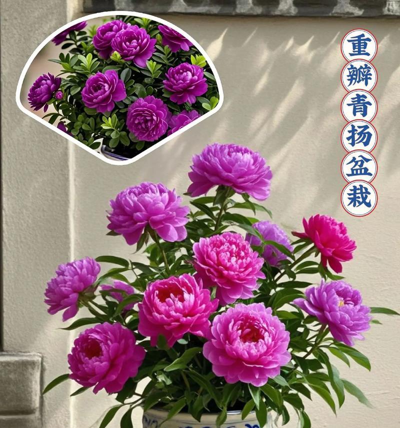 阳台适合种植哪些日系风格的盆栽花卉？