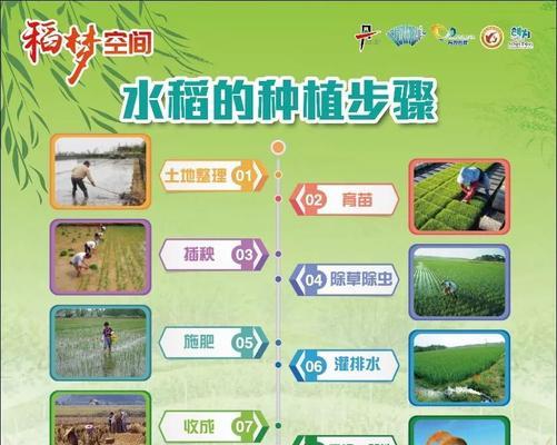 双层套盆种盆景的种植步骤是什么？