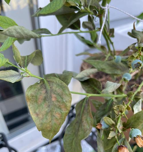 花开富贵叶子发黄怎么救？挽救发黄叶子的有效措施是什么？