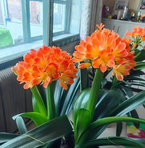 花开富贵叶子发黄怎么救？挽救发黄叶子的有效措施是什么？