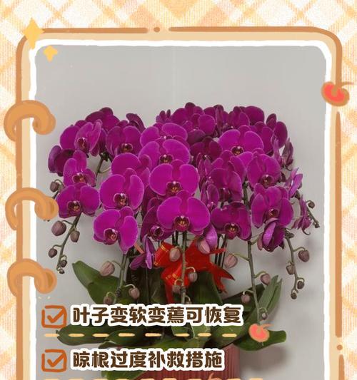 花开富贵叶子发黄怎么救？挽救发黄叶子的有效措施是什么？