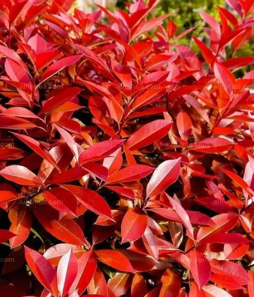 红色果果植物观赏植物的种类有哪些？