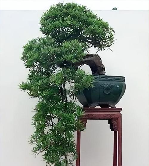 盆景拉枝造型的方法是什么？如何操作？