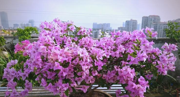 绿叶浅黄三角梅怎么养护？绿叶浅黄三角梅的养护技巧是什么？