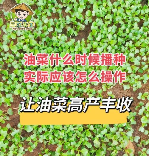 成片油菜如何正确浇水？