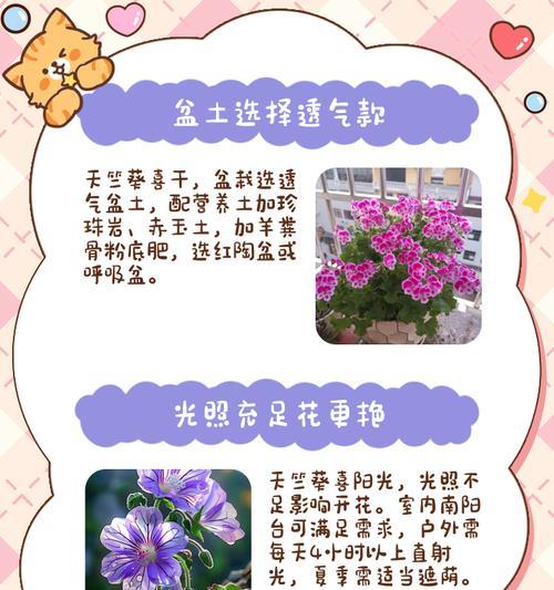 天竺葵开花的常见原因有哪些？