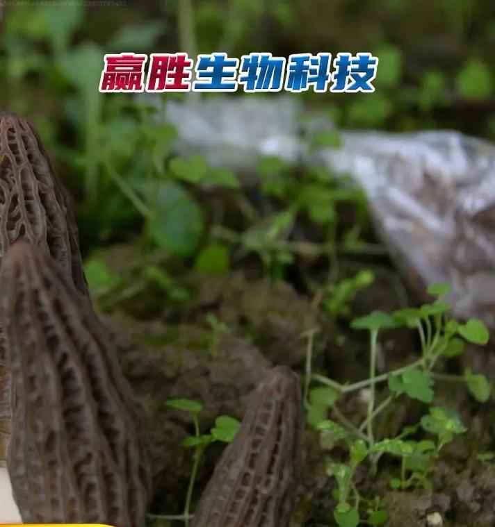 自制潮汐土地肥料的方法有哪些？