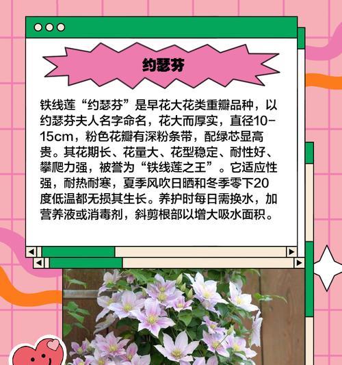 华客铁线莲的特性及养护方法是什么？