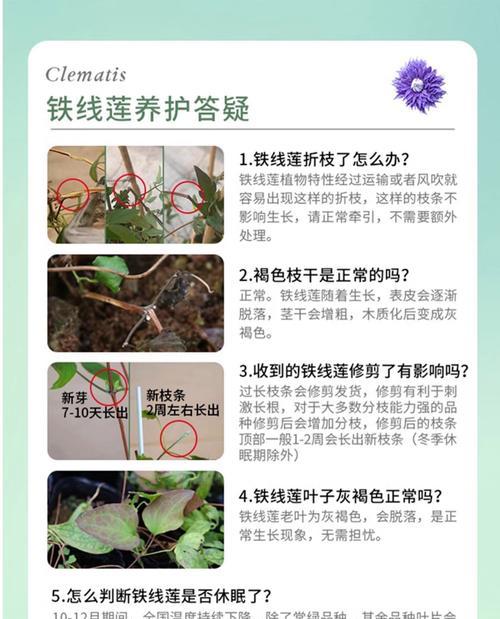华客铁线莲的特性及养护方法是什么？