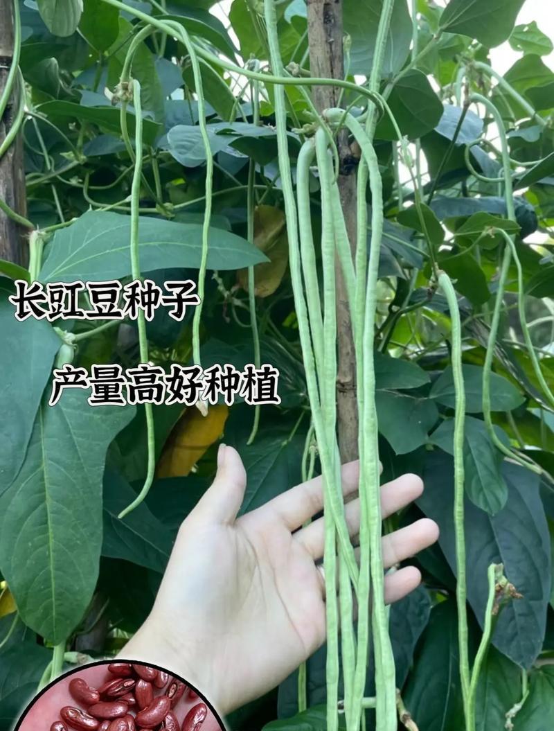 农村种的豇豆子什么播种最好？播种时间和方法是什么？