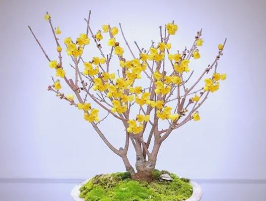 盆景黄腊梅花养护技巧是什么？