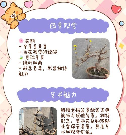 盆景黄腊梅花养护技巧是什么？