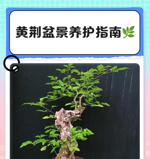 盆景黄腊梅花养护技巧是什么？
