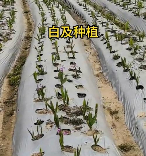 白芨的最佳播种时间是什么时候？