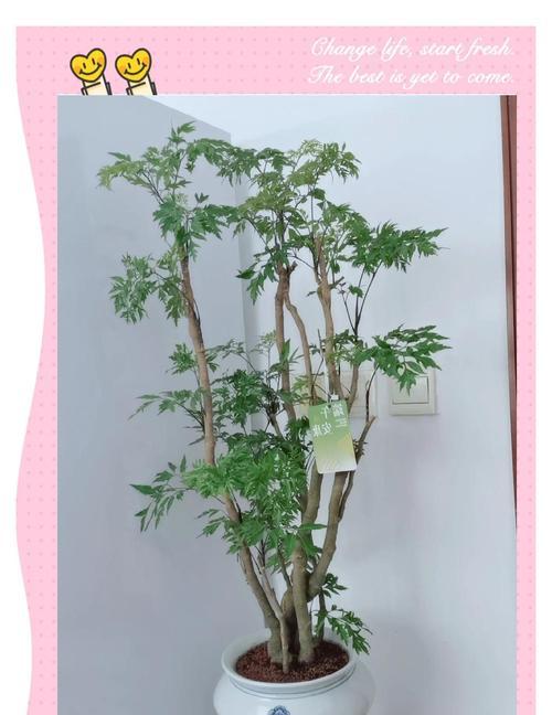 福禄桐叶子发黄的原因是什么？
