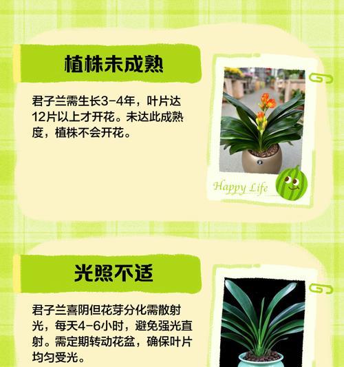 君子兰水培叶子不生长？原因及解决方法是什么？