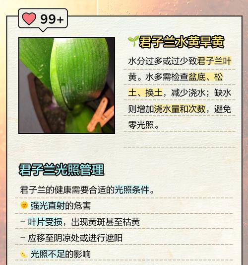 君子兰水培叶子不生长？原因及解决方法是什么？