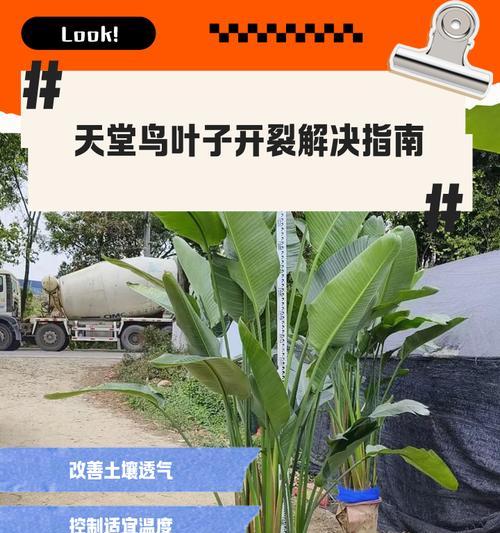 天堂鸟老叶子发黄的处理方法是什么？