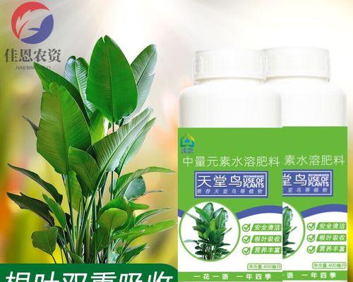 天堂鸟老叶子发黄的处理方法是什么？