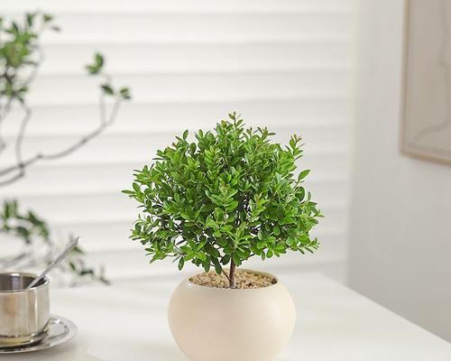 室内观赏植物有哪些？如何选择适合的室内植物？