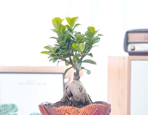 常青树叶子发黄焦枯了怎么办？原因和解决方法。