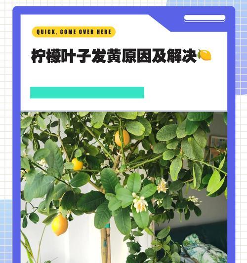 常青树叶子发黄焦枯了怎么办？原因和解决方法。