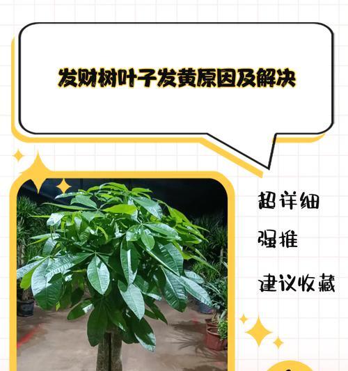 常青树叶子发黄焦枯了怎么办？原因和解决方法。