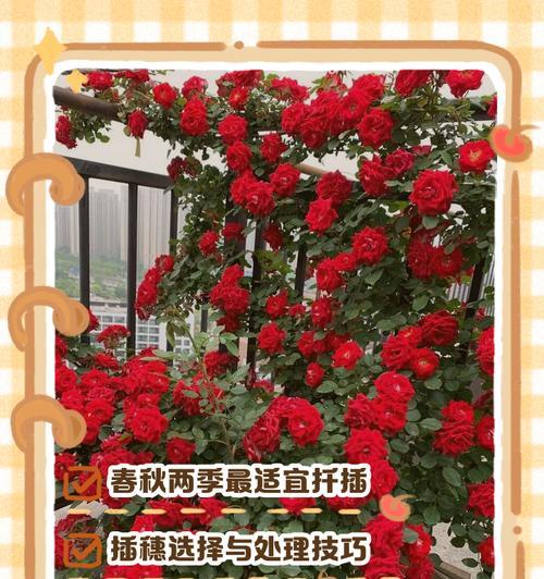 月季花根发芽的正确培养方法是什么？