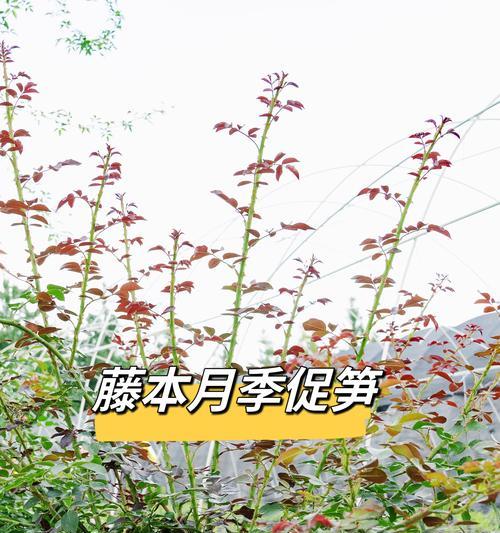 月季花根发芽的正确培养方法是什么？