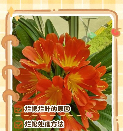 君子兰挂苞的处理方法是什么？