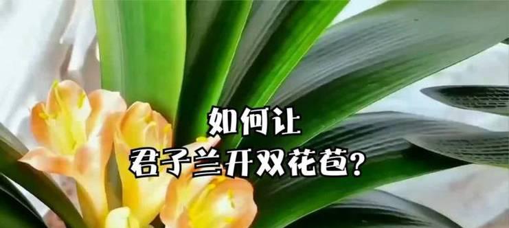 君子兰挂苞的处理方法是什么？