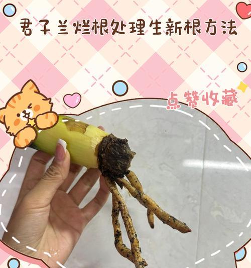君子兰挂苞的处理方法是什么？