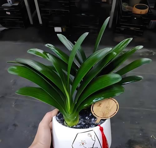 君子兰种植应选择哪种花盆？