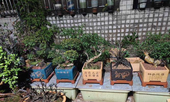 君子兰种植应选择哪种花盆？