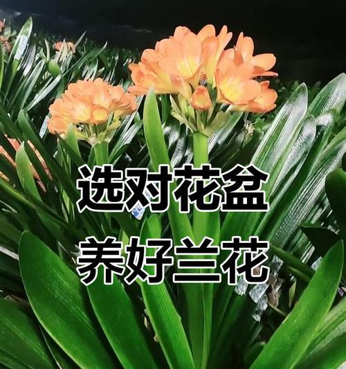 君子兰种植应选择哪种花盆？