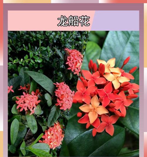 北方庭院适合种植哪些野生花卉？