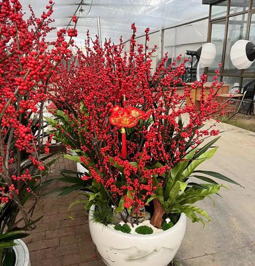 北方庭院适合种植哪些野生花卉？