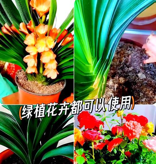 君子兰生长所需的理想土壤类型是什么？