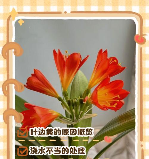君子兰浇水过多叶子发黄怎么办？