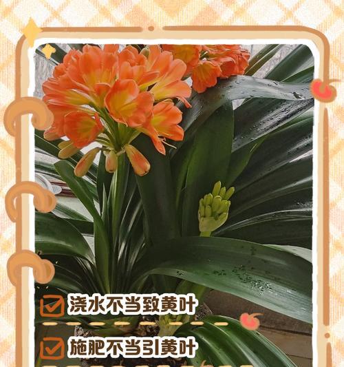 君子兰浇水过多叶子发黄怎么办？