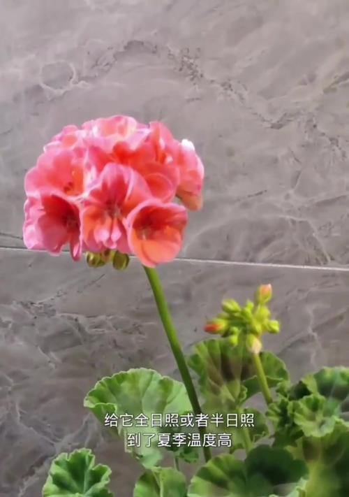 天竺葵碗花苗的正确养护方法是什么？如何培养健康的天竺葵碗花苗？