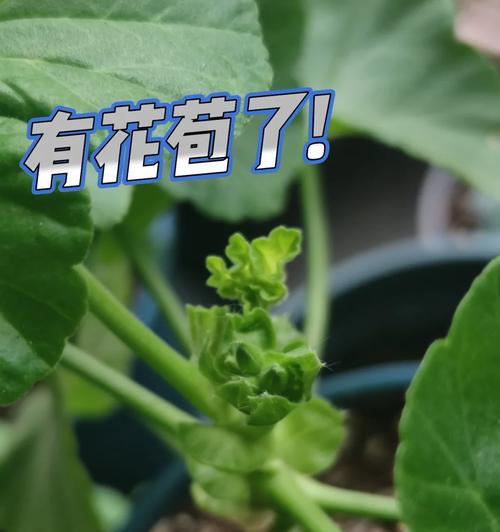 天竺葵碗花苗的正确养护方法是什么？如何培养健康的天竺葵碗花苗？