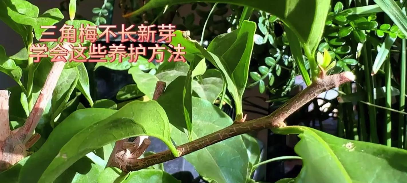 三角梅长出笋芽的方法是什么？