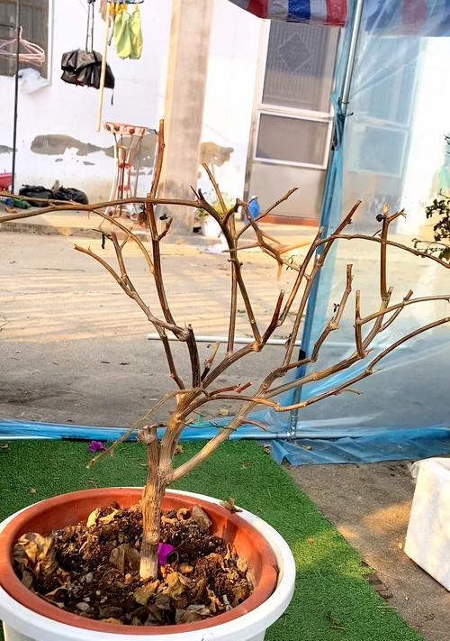 三角梅长出笋芽的方法是什么？