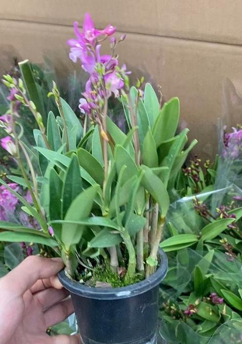 哪些兰科植物具有浓郁的香气？